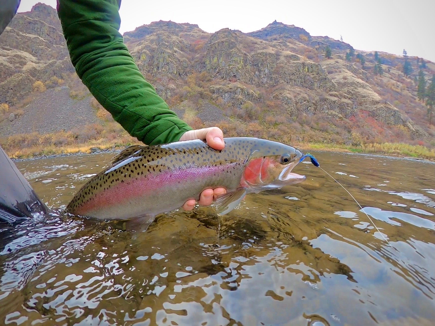 Load video: Lovely fish caught by Finn Prowess at one of his hot spots.
