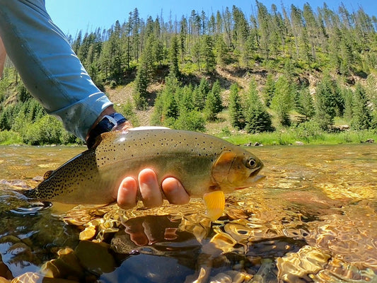Coeur d'Alene River (ID), North Fork