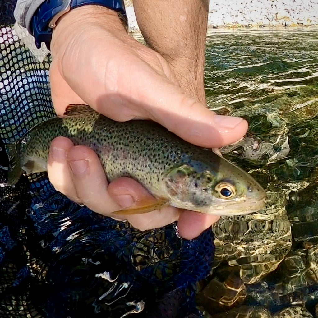 Snoqualmie River (WA), Middle Fork