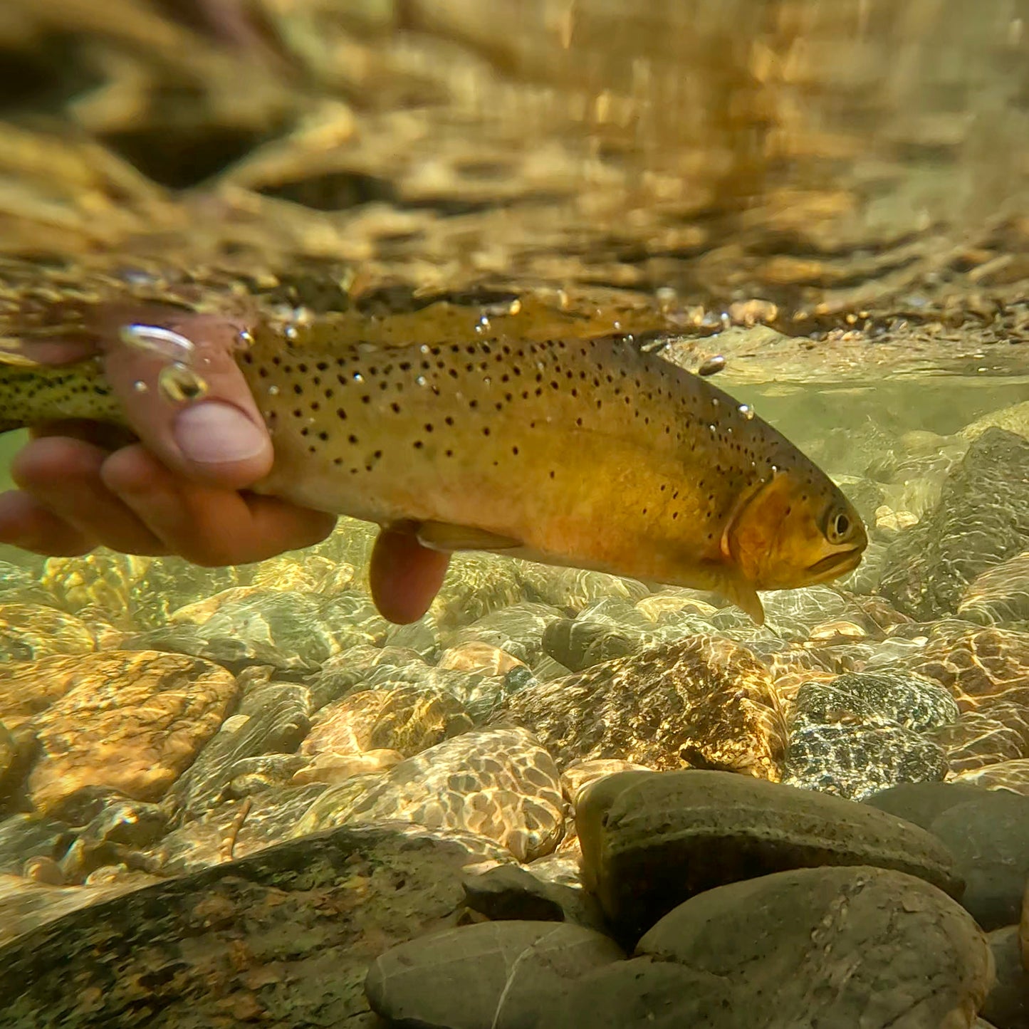 Upper Saint Joe River (ID)