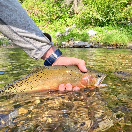 Upper Saint Joe River (ID)