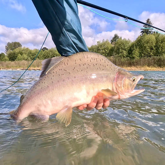 Skagit River (WA)