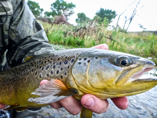 3 Small "Hidden Gem" Creeks Near Salt Lake City (UT)