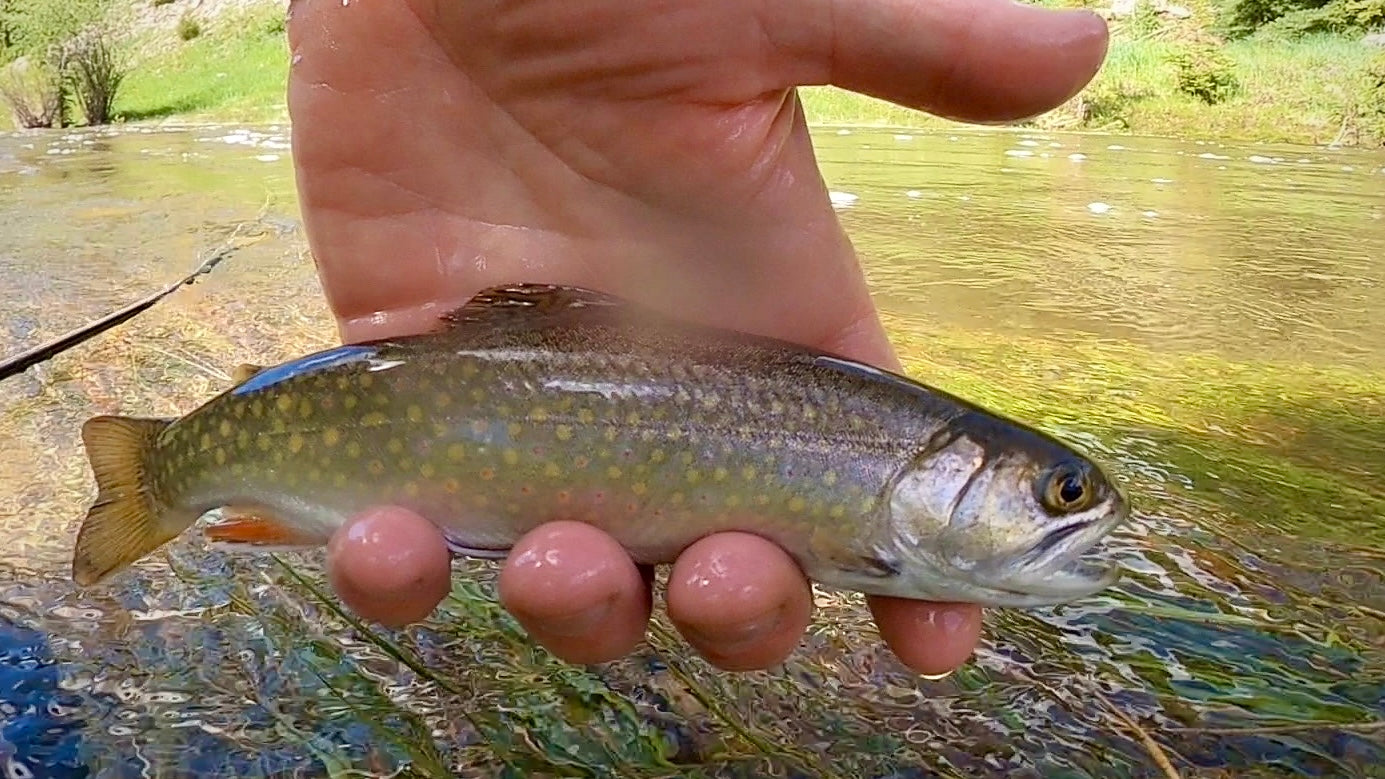 3 Small "Hidden Gem" Creeks Near Salt Lake City (UT)