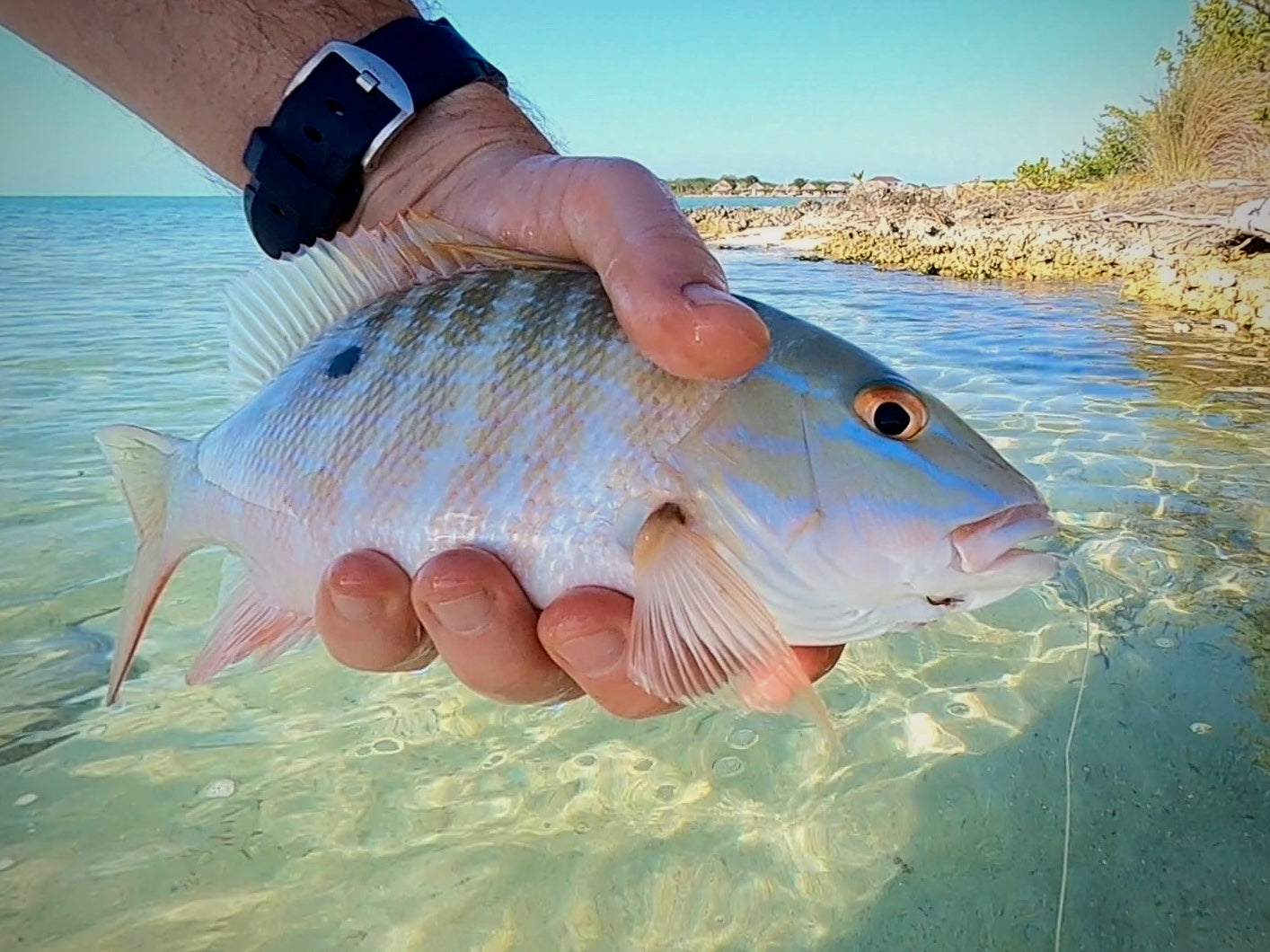 Bonefish from Shore - Ambergris Caye, Belize