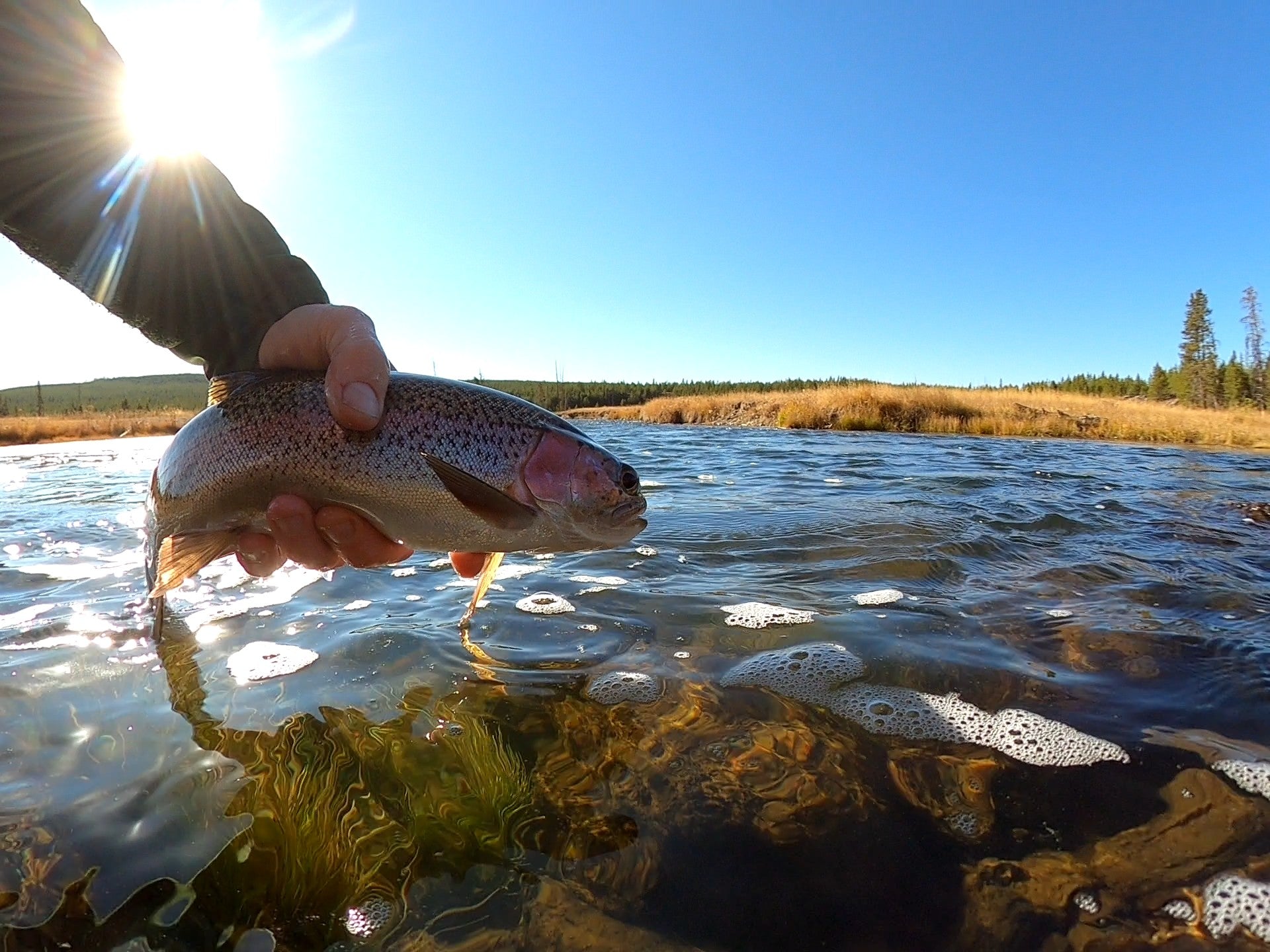 Fly Fishing Hot Spots Yellowstone National Park Gibbon