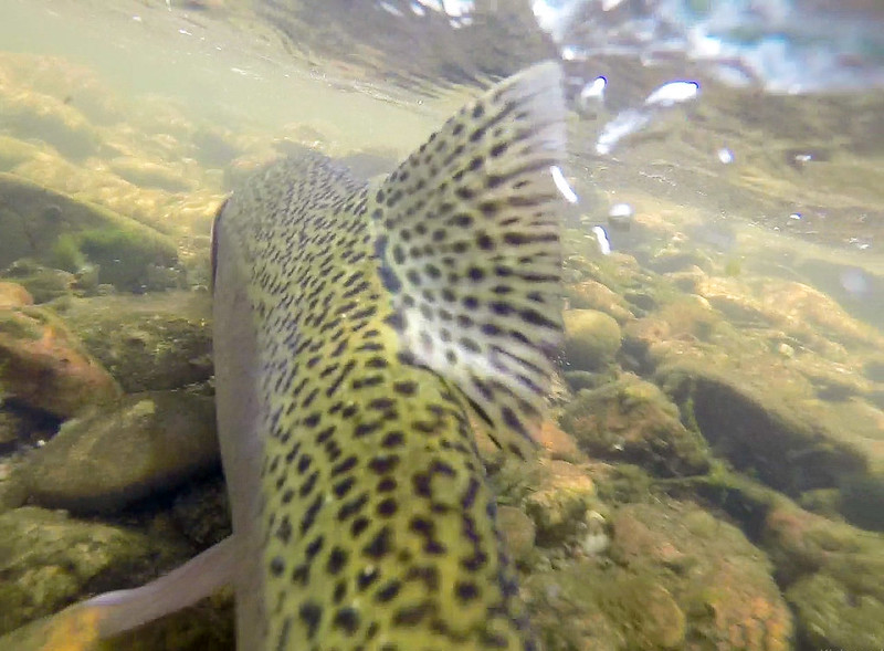 Upper Colorado River + Williams Fork (CO)