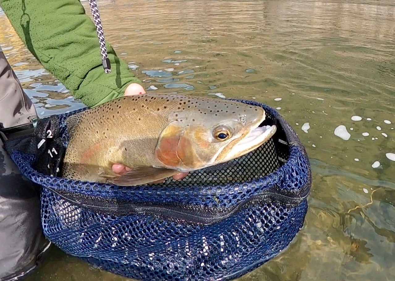 Greybull River (WY)