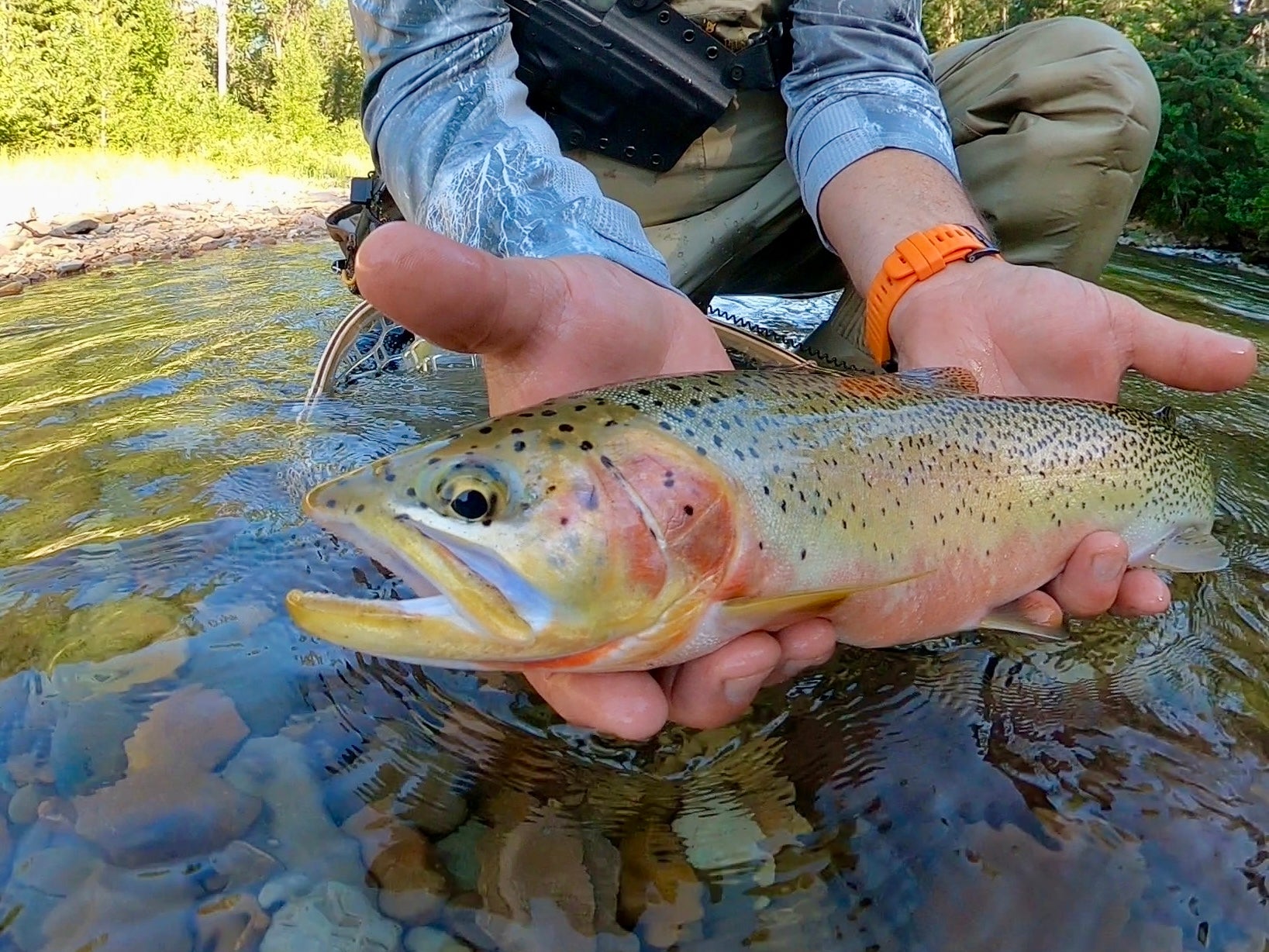 Fly Fishing Hot Spots - North Fork of the Coeur d'Alene River (ID) – Finn  Prowess - Fly Fishing Experiences
