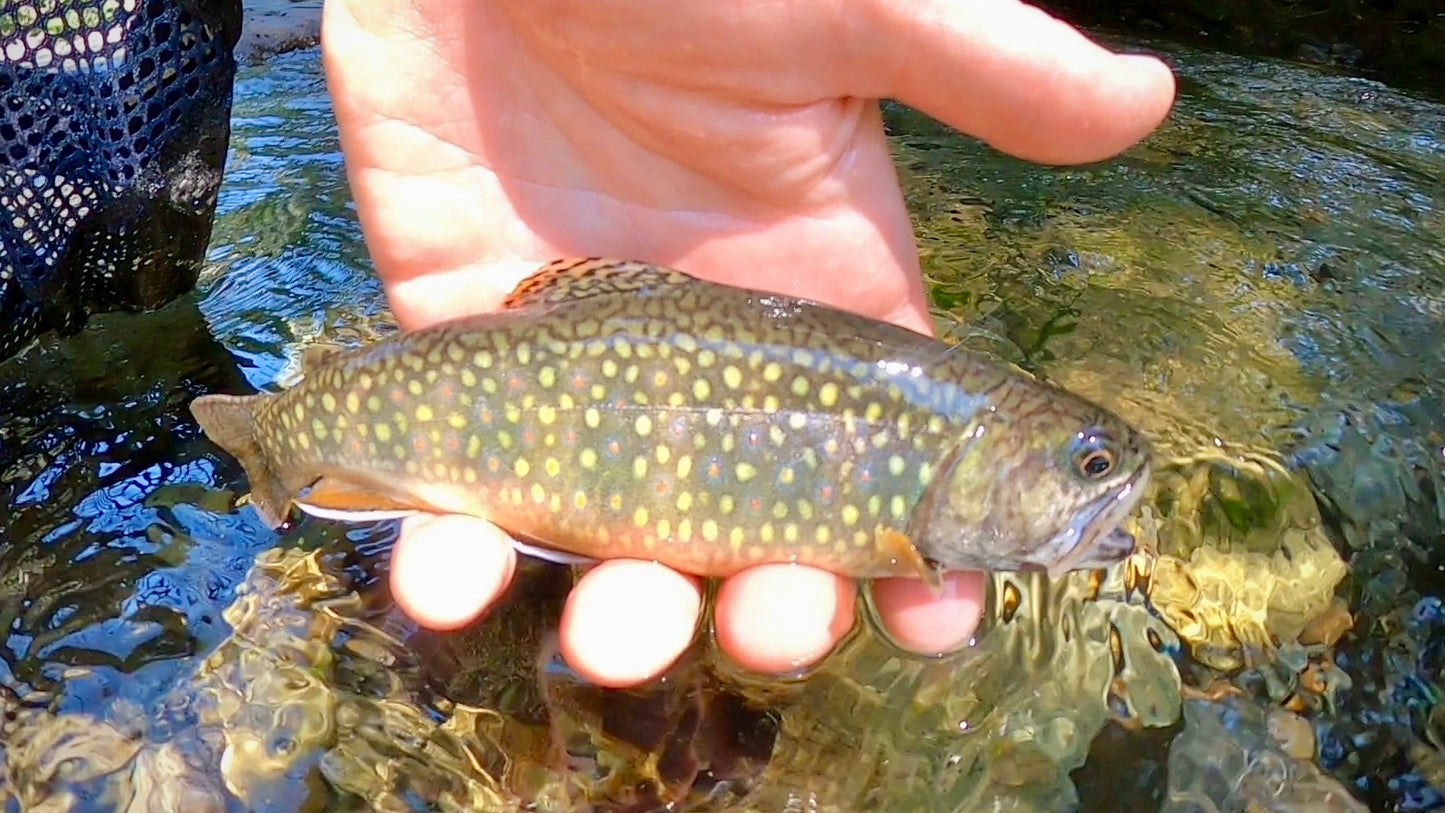 Upper Naches Valley (WA)