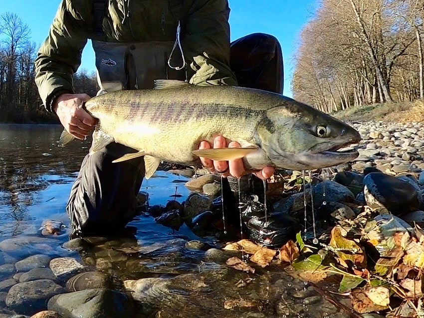 Skagit River (WA)