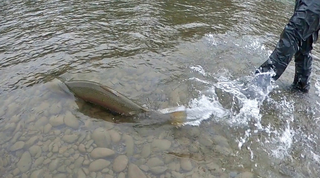 Olympic Peninsula (WA) - Bogachiel, Calawah and Sol Duc Rivers