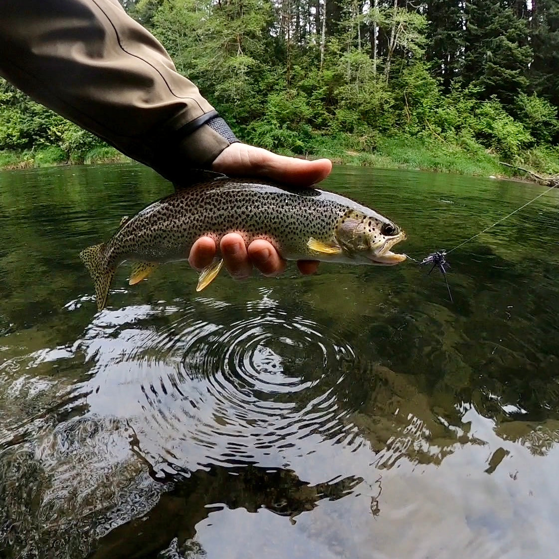 Olympic Peninsula (WA) - Bogachiel, Calawah and Sol Duc Rivers