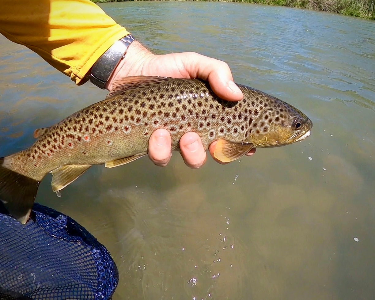 Owyhee River (OR)