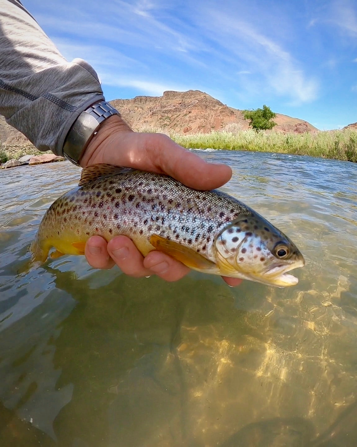 Fly Fishing Hot Spots - Owyhee River (OR) – Finn Prowess - Fly Fishing ...