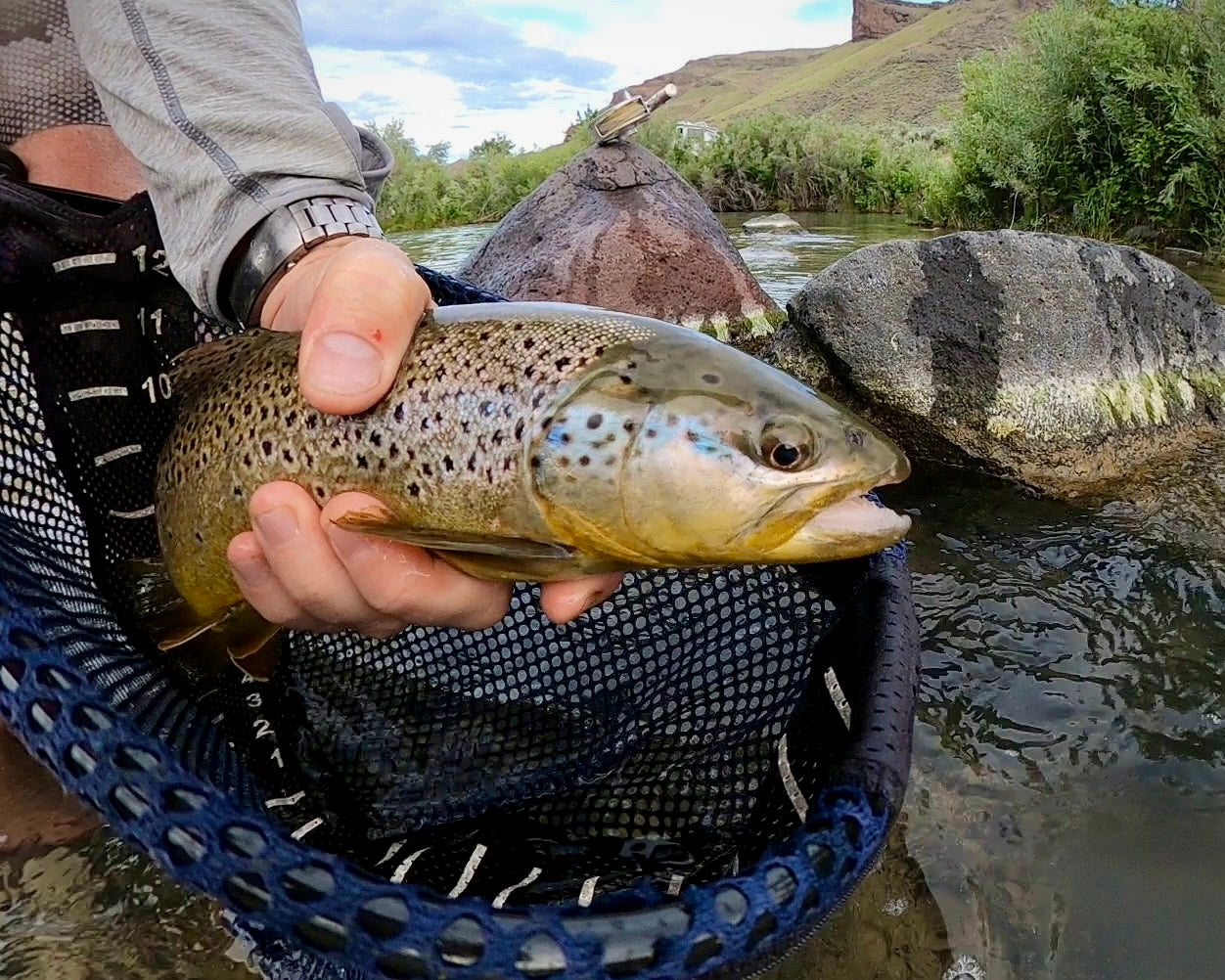 Owyhee River (OR)