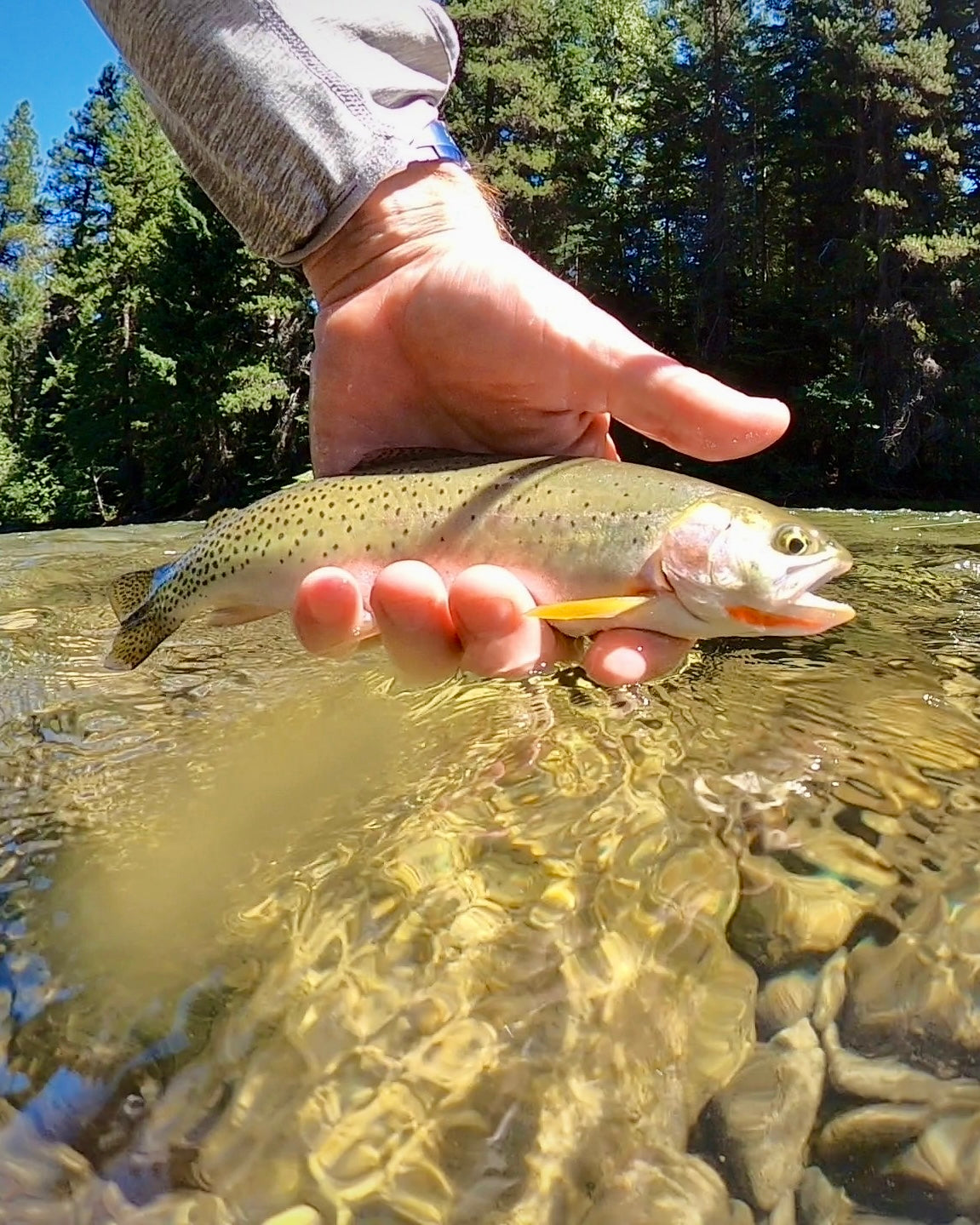 Upper Naches Valley (WA)