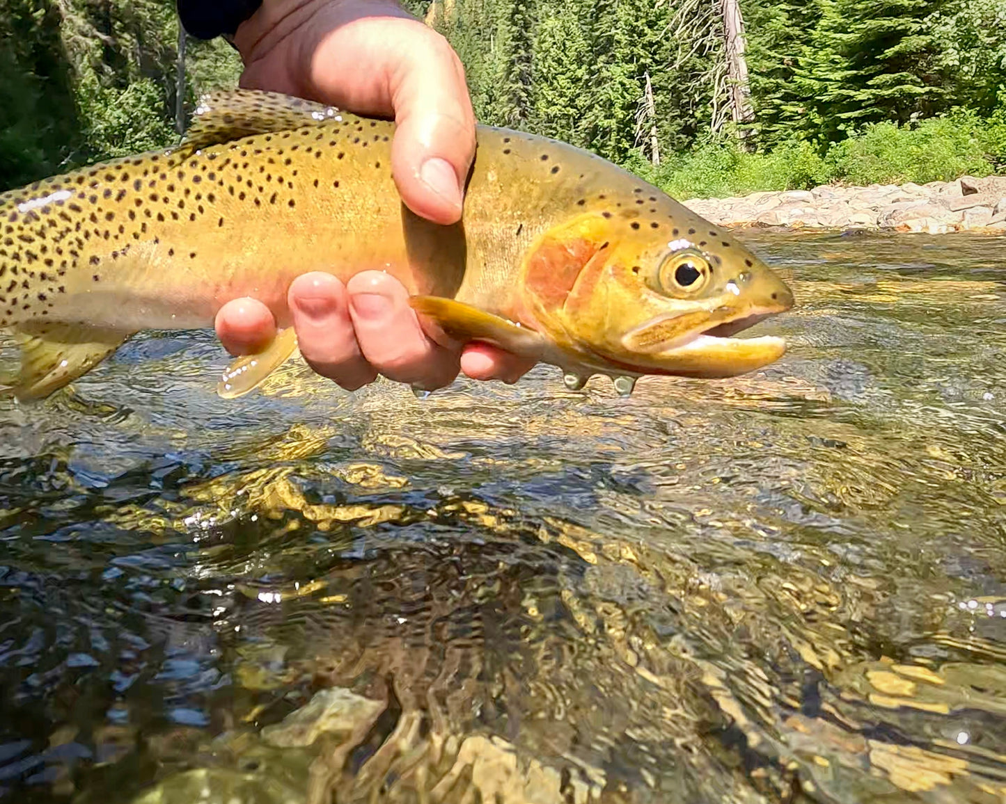 Upper Naches Valley (WA)