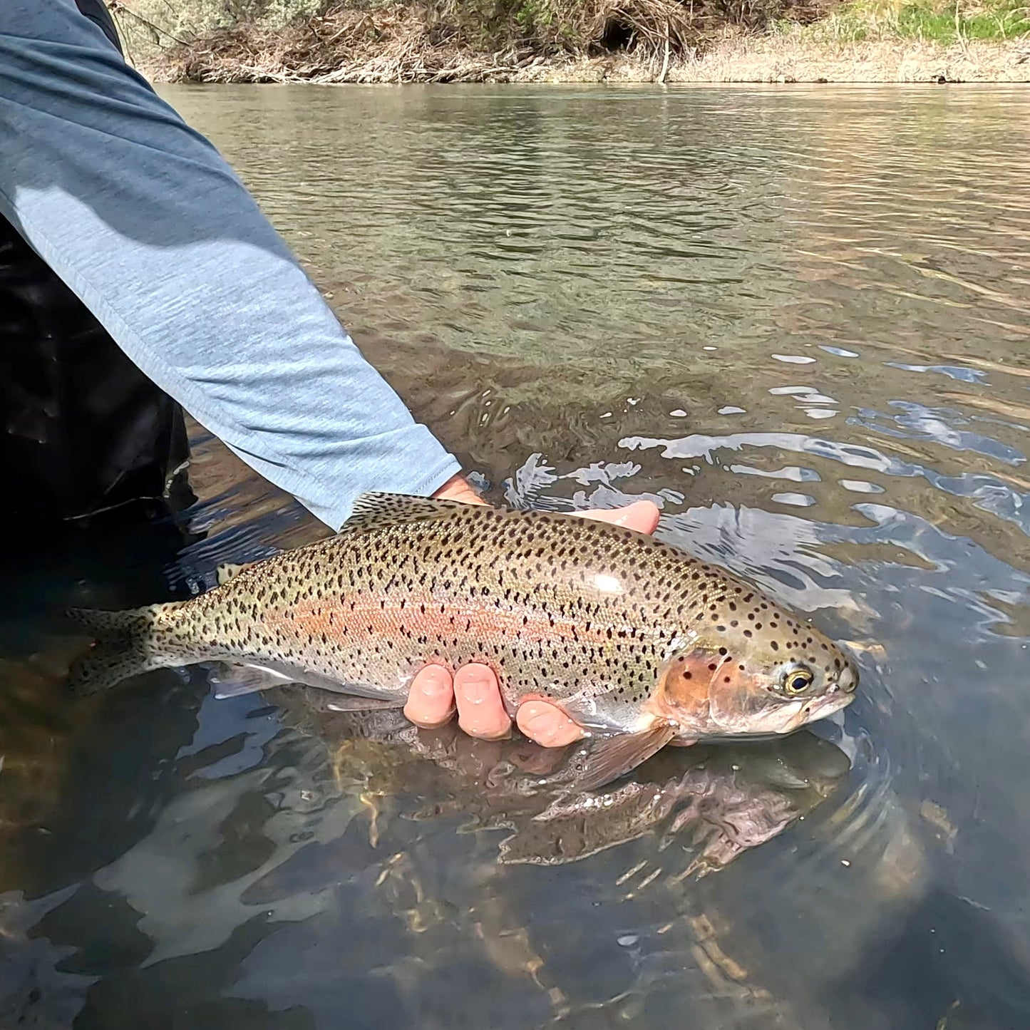 Owyhee River (OR)