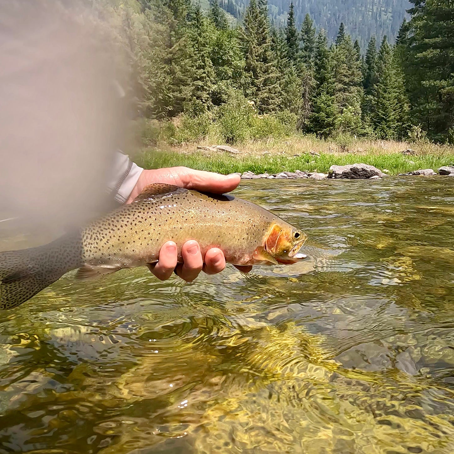 Clearwater River (ID), North Fork and Kelly Creek