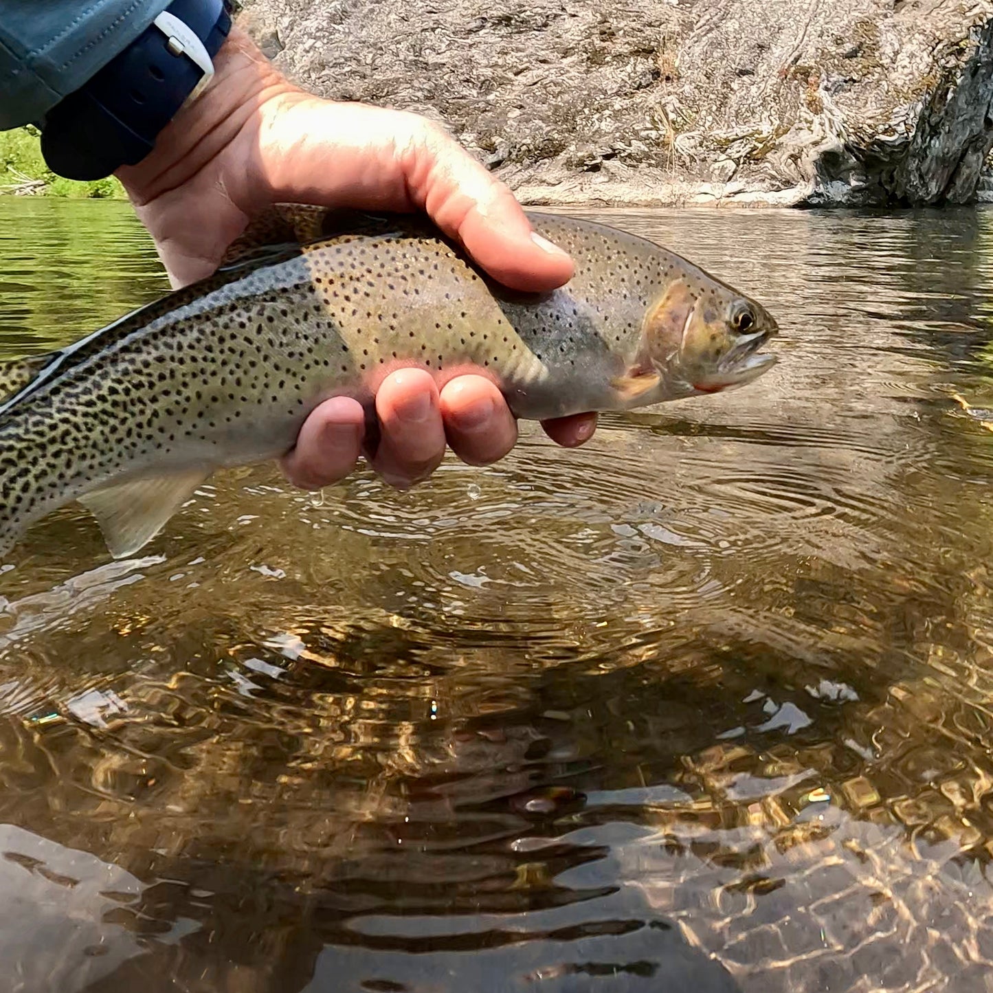 Clearwater River (ID), North Fork and Kelly Creek