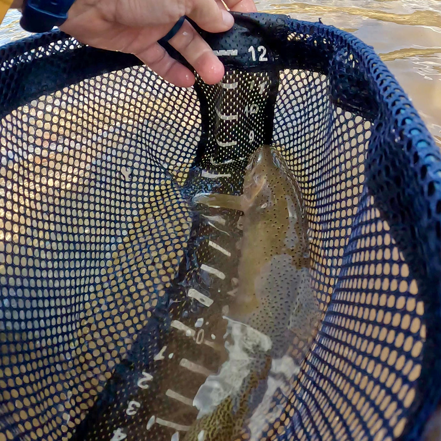 Upper Blackfoot River (MT)