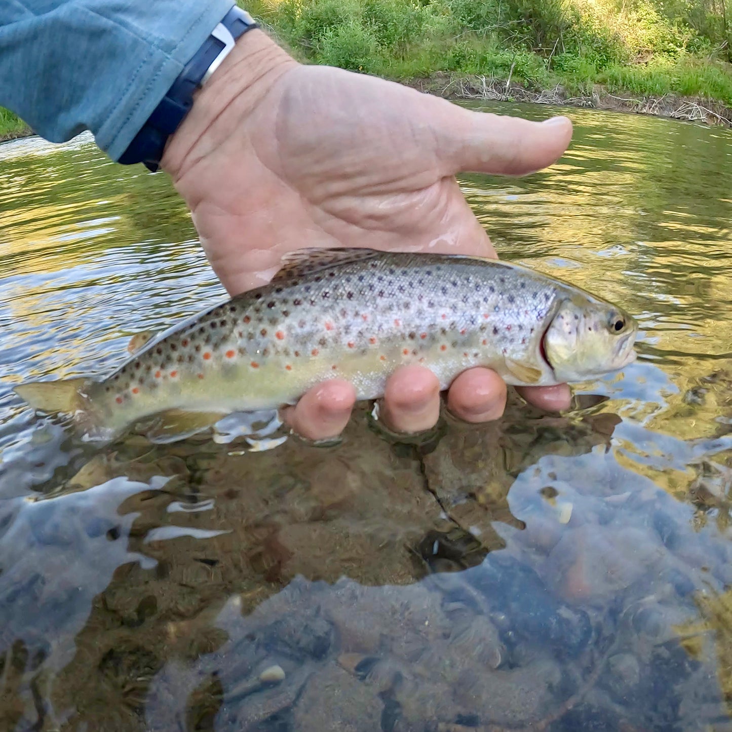 Upper Blackfoot River (MT)