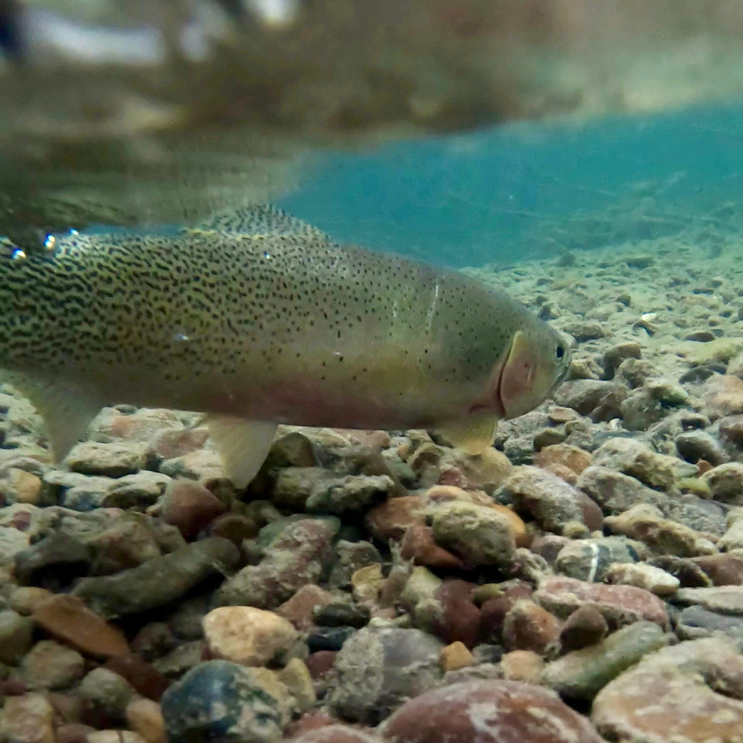 Upper Blackfoot River (MT)