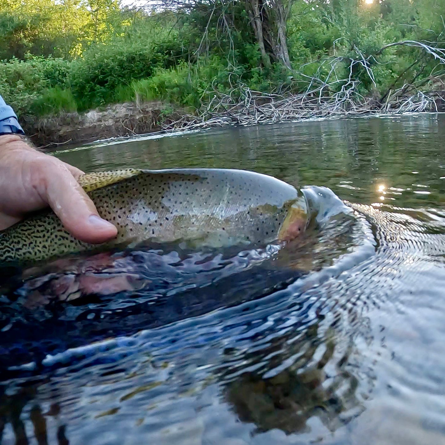 Upper Blackfoot River (MT)