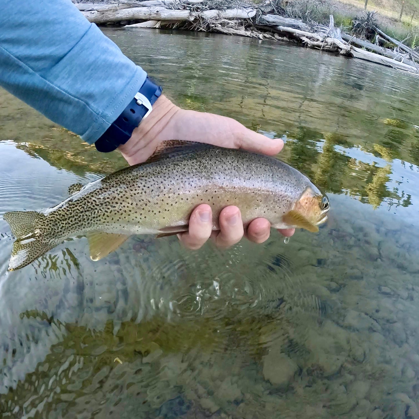 Upper Blackfoot River (MT)