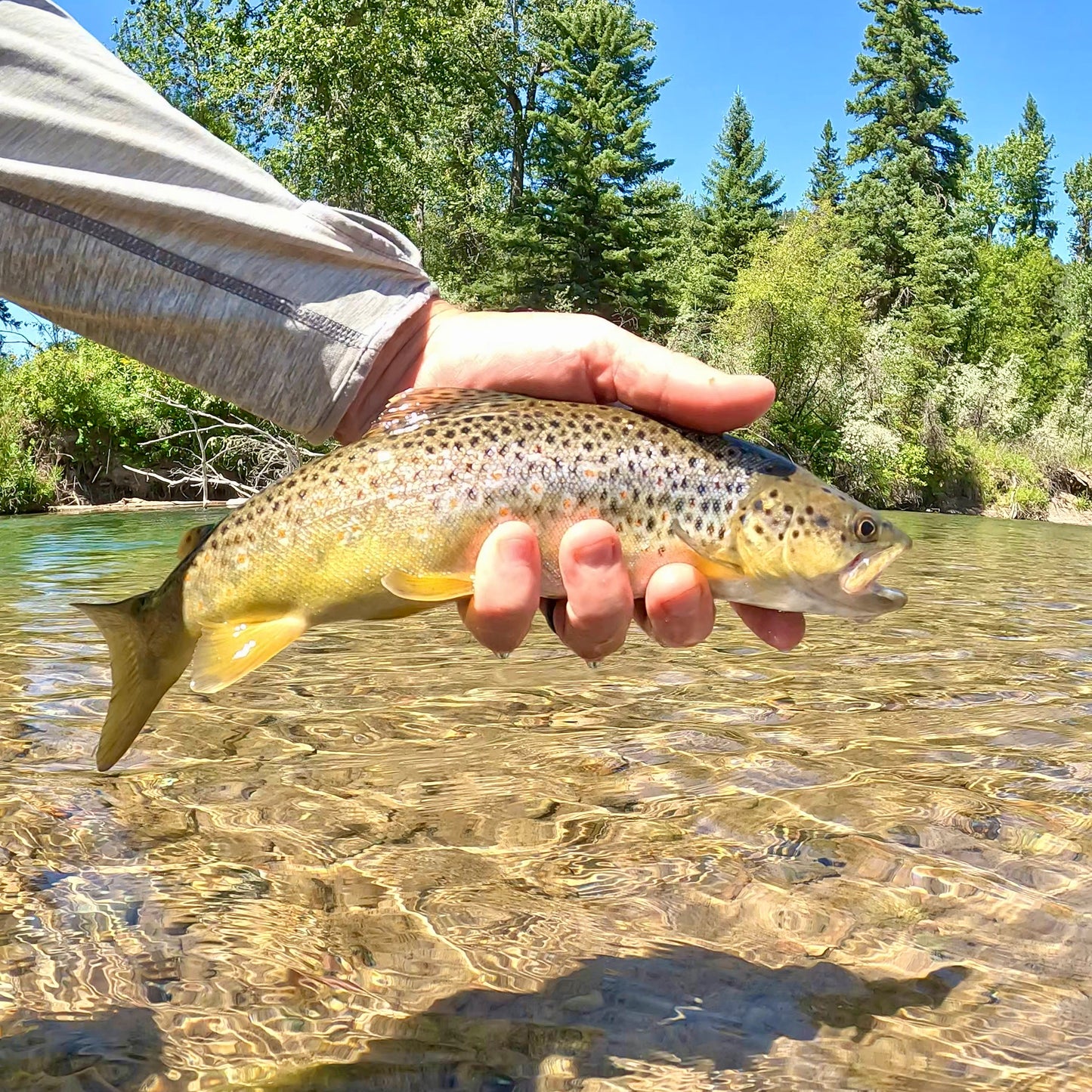 Upper Blackfoot River (MT)