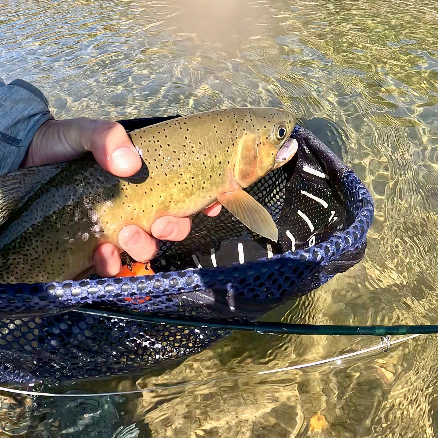 Upper Blackfoot River (MT)