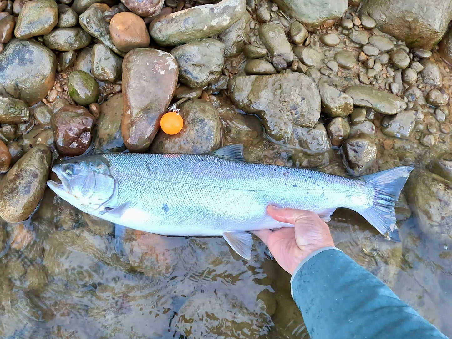 Skagit River (WA)