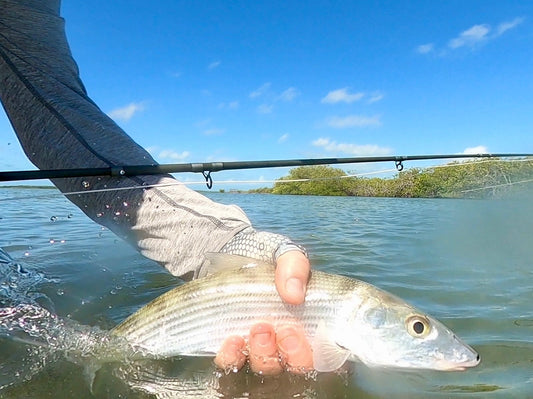 Bonefish from Shore - Ambergris Caye, Belize