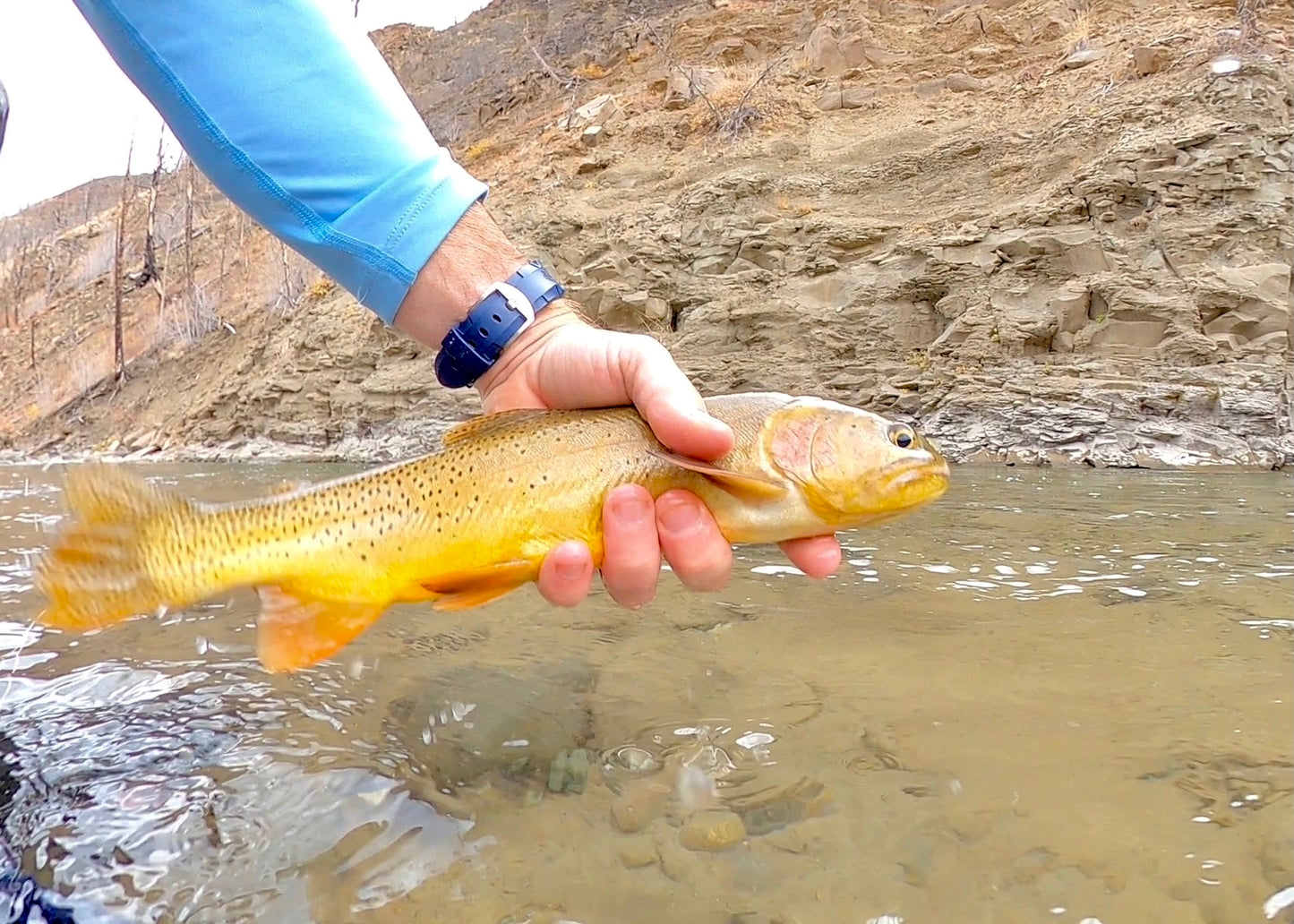 Greybull River (WY)