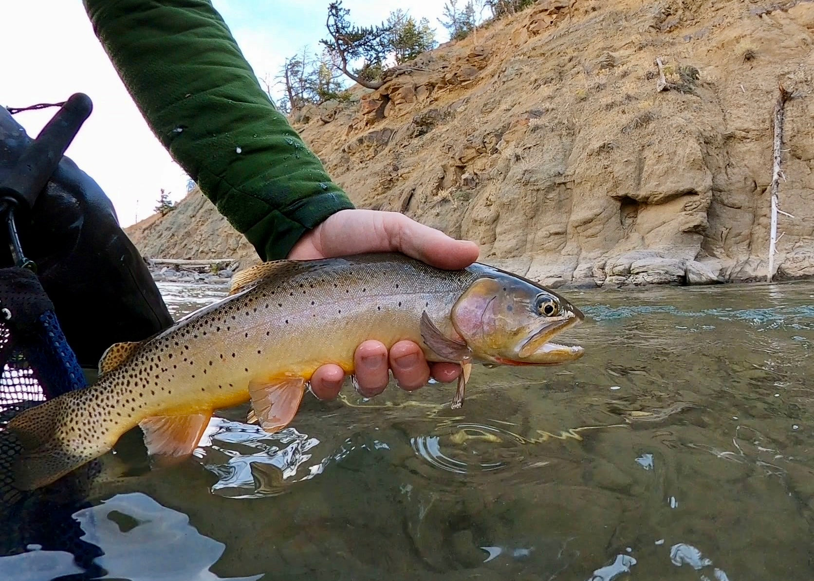 Bighorn Fly Shop Fly Fishing Hot Spots Greybull River – Finn